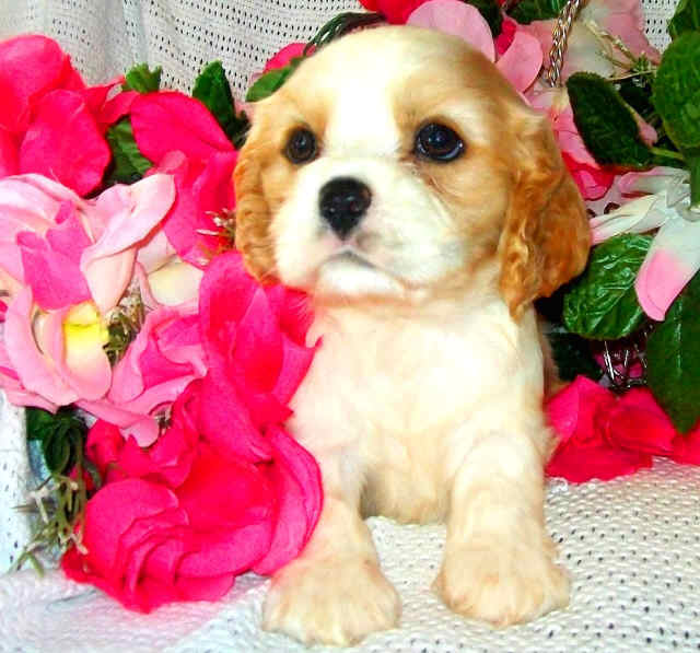 Cavalier King Charles Spanie llooking za